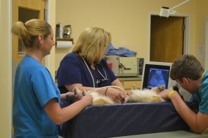 Ultrasound and Digital Radiology