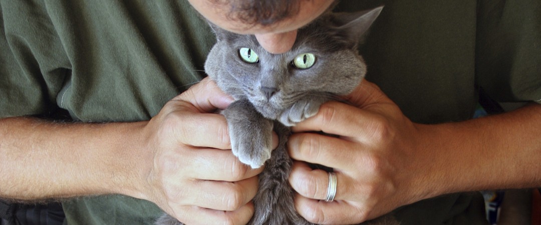 Grey Cat being Cuddled